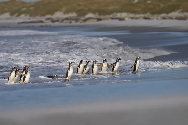 Πιγκουίνοι Gentoo Pygoscelis Papua Αποβιβάζονται Αφού Τραφούν Στη Θάλασσα Στο — Φωτογραφία Αρχείου