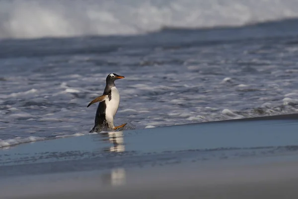 Gentoo Penguins Pygoscelis Papua Chegando Costa Depois Alimentar Mar Ilha — Fotografia de Stock