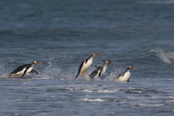 Pingwiny Gentoo Pygoscelis Papua Schodzą Ląd Karmieniu Morzu Wyspie Lwa — Zdjęcie stockowe