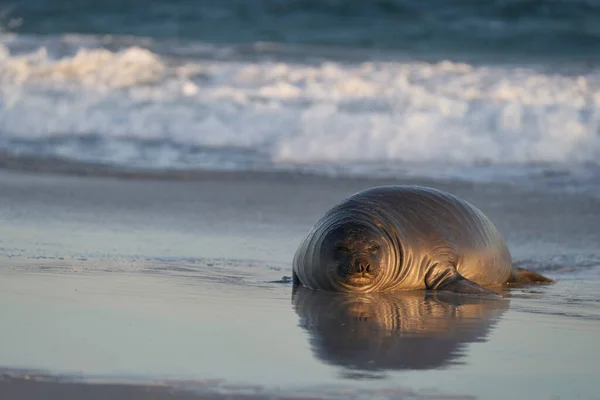 Southern Elephant Seal Relaxing Coast Falkland Islands — Foto de Stock