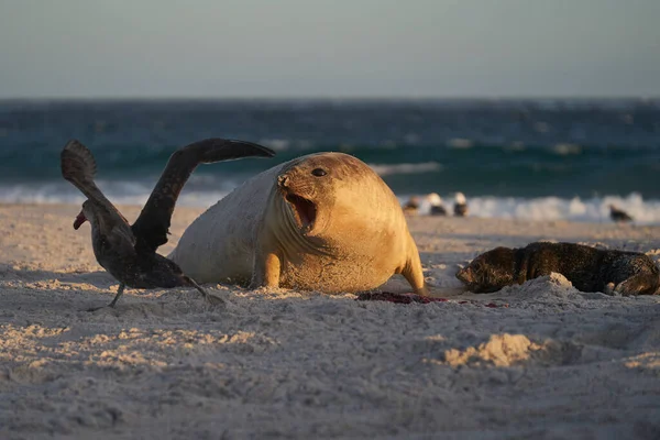 福克兰群岛海狮岛海岸的雌性南海狮 Otaria Flavescens — 图库照片