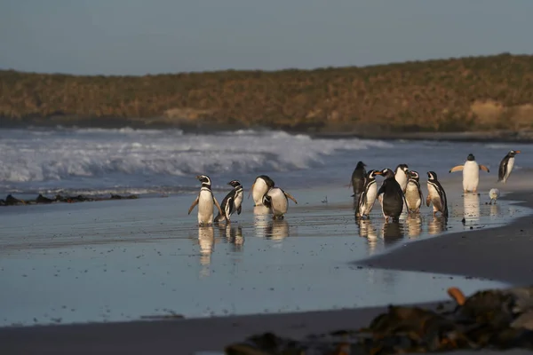 Falkland Adaları Ndaki Sea Lion Adası Nda Karaya Çıktıktan Sonra — Stok fotoğraf