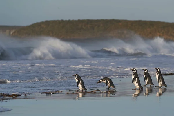 Pinguino Magellano Spheniscus Magellanicus Diretto Verso Spiaggia Andare Mare Dalla — Foto Stock