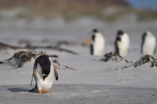 在福克兰群岛海狮岛上上岸后 Gentoo Penguin Pygoscelis Papua 在海滩上准备登岸 — 图库照片