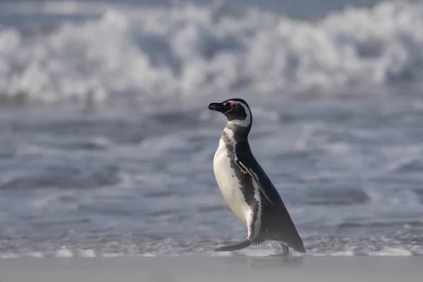 麦哲伦企鹅 Spheniscus Magellanicus 前往海滩 从福克兰群岛海狮岛海岸出海 — 图库照片