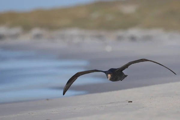 Södra Jätten Petrel Macronectes Giganteus Flyger Över Strand Som Används — Stockfoto