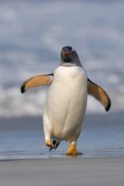 Gentoo Pingvinek Pygoscelis Papua Partra Szállnak Miután Falkland Szigeteki Oroszlánfóka — Stock Fotó