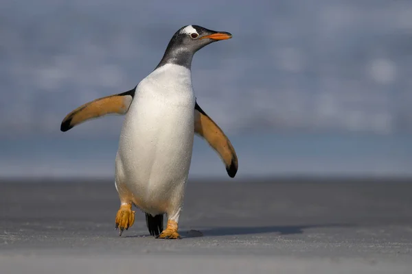 Gentoo Penguins Pygoscelis Papua Выходит Берег После Кормления Море Острове — стоковое фото