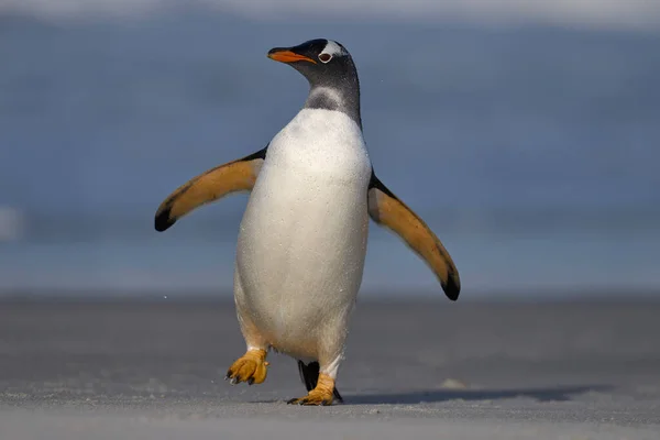 フォークランド諸島のシーライオン島に上陸した後 ビーチに立つ幻灯ペンギン Pygoscelis Papua — ストック写真