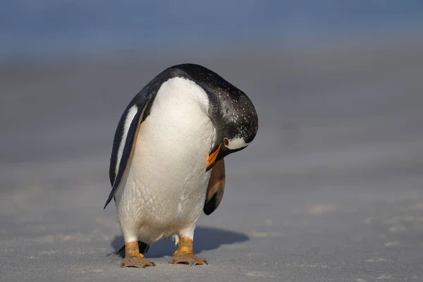 Gentoo Penguin Pygoscelis Papua Acariciándose Playa Después Desembarcar Isla Sea —  Fotos de Stock