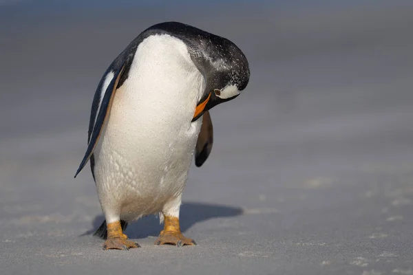 Gentoo Penguin Pygoscelis Papua Preening Plaży Przybyciu Lwie Morskim Wyspie — Zdjęcie stockowe