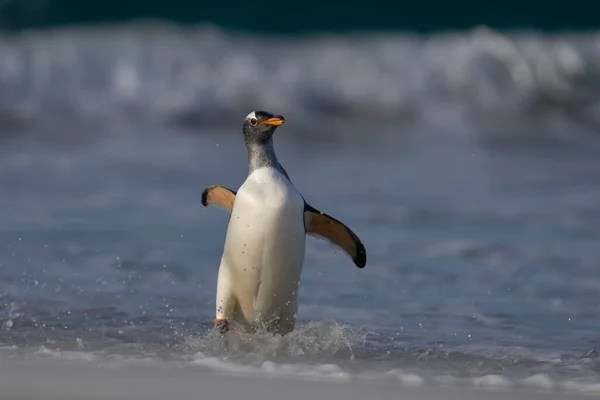 Ґенту Пінгвіни Пігоскеліс Папуа Виходять Берег Після Попливли Морем Острові — стокове фото
