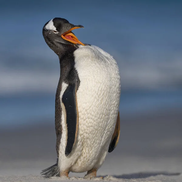 Gentoo Penguin Pygoscelis Papua Acariciándose Playa Después Desembarcar Isla Sea — Foto de Stock