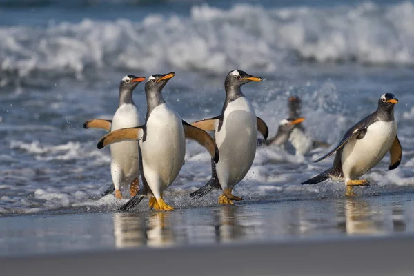 フォークランド諸島のアシカ島で海で餌を食べた後に上陸する幻灯ペンギン Pygoscelis Papua — ストック写真