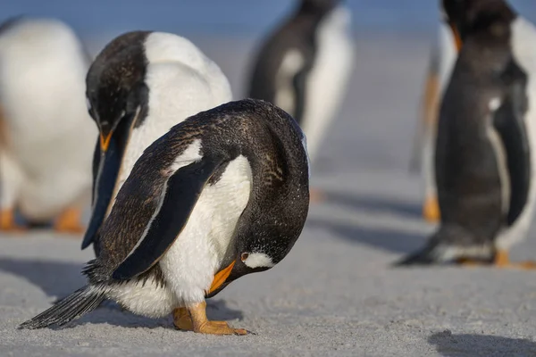 Gentoo Penguin Pygoscelis Papua Bersolek Pantai Setelah Mendarat Pulau Singa — Stok Foto