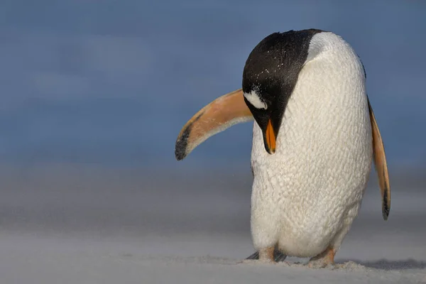 Gentoo Penguin Pygoscelis Papua Який Розкинувся Пляжі Після Висадки Берег — стокове фото