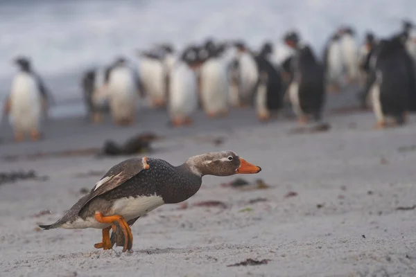 Falkland Steamer Duck Tachyeres Brachypterus Met Kuikens Een Zandstrand Sea — Stockfoto