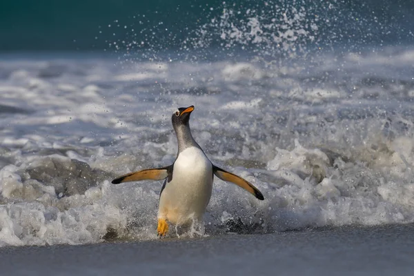 Gentoo Penguins Pygoscelis Papua Mendarat Setelah Makan Laut Pulau Singa — Stok Foto
