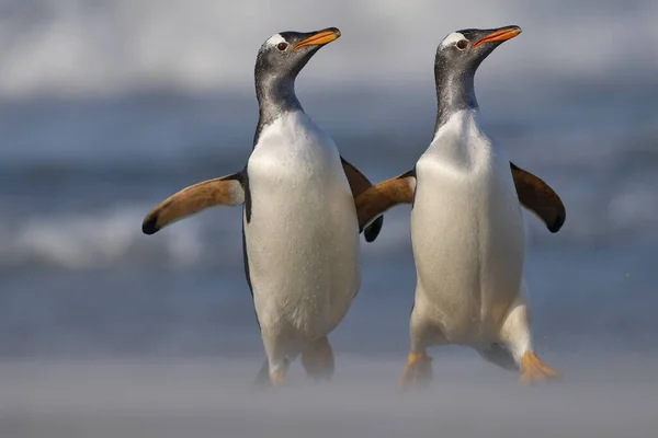 Gentoo Pinguine Pygoscelis Papua Kommen Nach Ihrer Fütterung Auf Der — Stockfoto