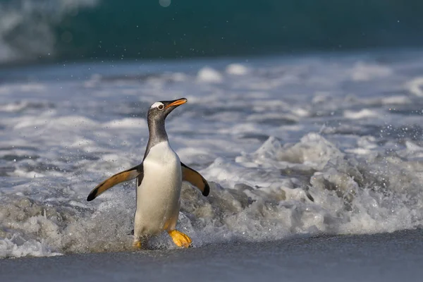 Pingwiny Gentoo Pygoscelis Papua Schodzą Ląd Karmieniu Morzu Wyspie Lwa — Zdjęcie stockowe