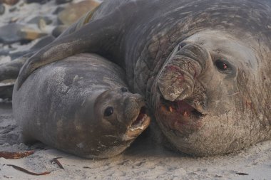 Güney Sealion Adası Falkland Adaları'nda bir kum plajındaki çiftleşme filleri (Mirounga leonina).