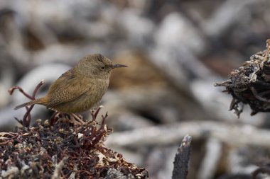 Falkland Adaları 'ndaki Sea Lion Adası kıyısında Cobb' s Wren (Troglodytes cobbi)