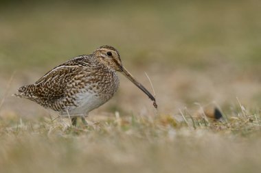 Falkland Adaları 'ndaki Deniz Aslanı Adası' nda gagasında yeni yakalanmış bir solucanla Magellanic Snipe (Gallinago paraguaiae magellanica).