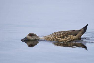 Tepeli Ördek (Lophonetta specularioides) Falkland Adaları 'ndaki Deniz Aslanı Adası' na uzanan bir havuzda yüzer..