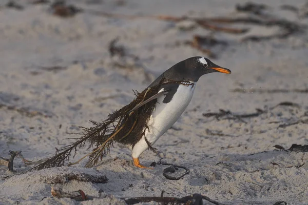 Gentoo Penguin Tangled Seaweed Coming Ashore Sea Lion Island Falkland — 图库照片