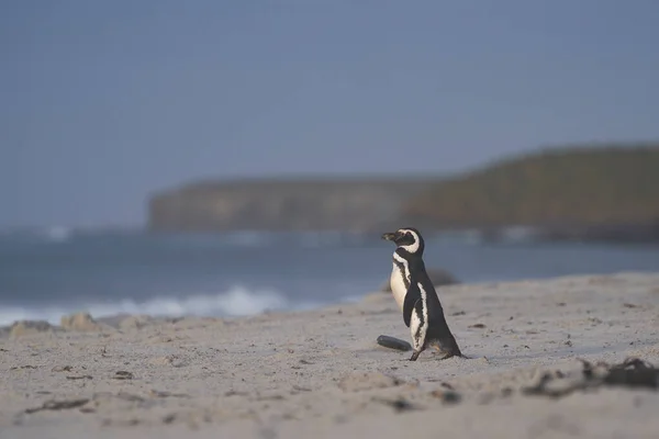 麦哲伦企鹅 Spheniscus Magellanicus 前往海滩 从福克兰群岛海狮岛海岸出海 — 图库照片