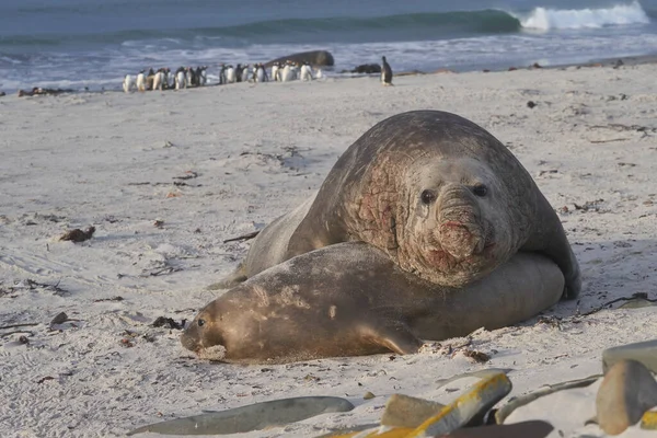 Southern Elephant Seals Mirounga Leonina Mating Sandy Beach Sealion Island — Stock Photo, Image