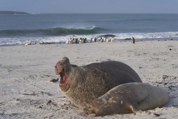 Elephant Seals Meridionale Mirounga Leonina Accoppiamento Una Spiaggia Sabbiosa Sull — Foto Stock