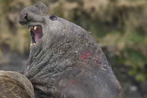 Southern Elephant Seal Mirounga Leonina Воюет Соперником Контроль Над Большим — стоковое фото