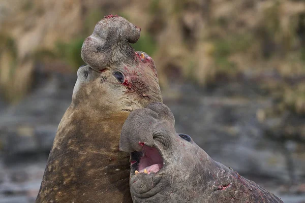 在福克兰群岛海狮岛的繁殖期 南象海豹 Mirounga Leonina 与竞争对手争夺大量雌性动物的控制权 — 图库照片
