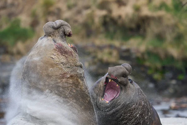 Southern Elephant Seal Mirounga Leonina Walczy Rywalem Kontrolę Nad Dużym — Zdjęcie stockowe