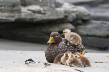 Recently hatched brood of Falkland Steamer Ducks (Tachyeres brachypterus) shelter alongside the adult female on a sandy beach on Sea Lion Island in the Falkland Islands. clipart