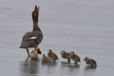 Falkland Steamer Duck (Taşyeres brachypterus), Falkland Adaları 'ndaki Sea Lion Adası' ndaki kumlu bir sahilde yumurtadan yeni çıkmış civcivlerle birlikte..