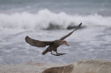 Güney Devi Petrel (Makronectes giganteus) Falkland Adaları 'ndaki Deniz Aslanı Adası' nda Güney Fok balıkları tarafından üremek için kullanılan plajın üzerinde uçar..