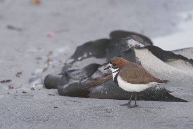 Falkland Adaları 'ndaki Sea Lion Adası' nda iki bantlı Plover (Charadrius falklandicus) beyaz kumlu bir plajda.