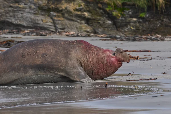 在福克兰群岛海狮岛的繁殖期 在与对手争夺大量雌性后宫的争夺中败北后 南象海豹 Mirounga Leonina — 图库照片