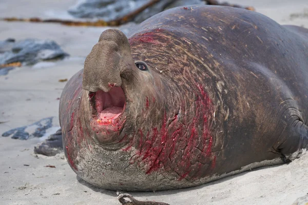在福克兰群岛海狮岛的繁殖期 在与对手争夺大量雌性后宫的争夺中获胜后 南象海豹 Mirounga Leonina 流血不止 — 图库照片