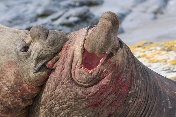 在福克兰群岛海狮岛的繁殖期 南象海豹 Mirounga Leonina 与竞争对手争夺大量雌性动物的控制权 — 图库照片