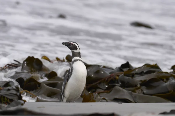 フォークランド諸島のアシカ島の海岸から海に行くためにビーチに向かうマゼランペンギン Sphenasics Magellanicus — ストック写真