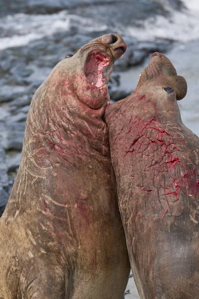 Southern Elephant Seal Mirounga Leonina Walczy Rywalem Kontrolę Nad Dużym — Zdjęcie stockowe
