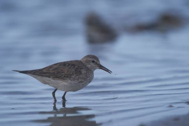 Falkland Adaları 'ndaki Deniz Aslanı Adası kıyısı boyunca yiyecek arayan beyaz popolu Sandpiper (Calidris fuscicollis)
