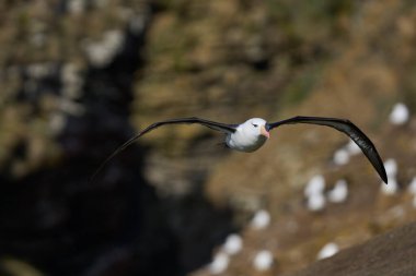 Uçuş boyunca uçuruma Falkland Adaları'nda Saunders adasının kara kaşlı Albatros (Thalassarche melanophrys).