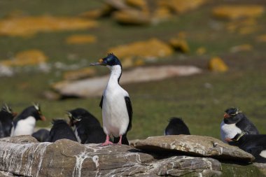 Falkland Adaları 'ndaki Saunders Adaları' nın kayalıklarında üreme tüylerinde bulunan bir İmparatorluk Shag 'ının portresi (Phalacrocorax atriceps albiventer).