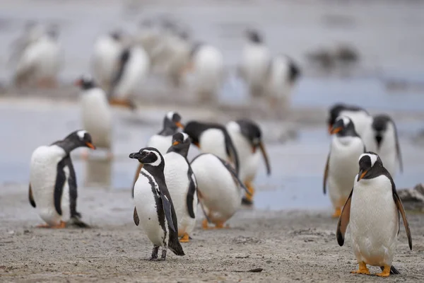 フォークランド諸島のアシカ島に上陸した後 ビーチに現れるペンギン — ストック写真