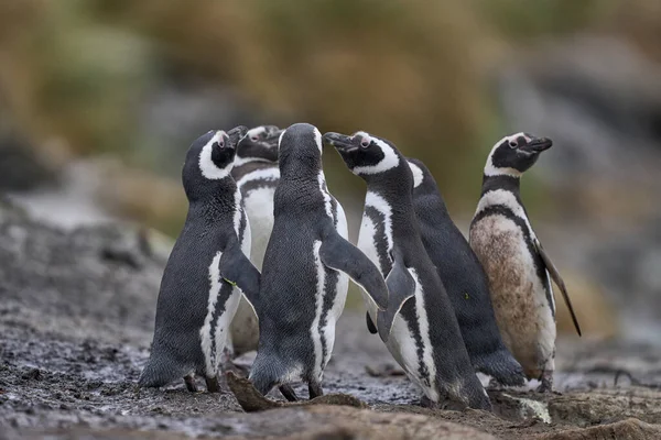 Penguins Socialising Beach Coming Ashore Sea Lion Island Falkland Islands — Stock Photo, Image