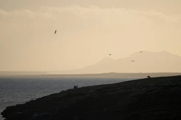 福克兰群岛桑德斯岛悬崖的黄昏时分 黑褐色的信天翁 Thalassarche Melanophrys 在飞行 — 图库照片